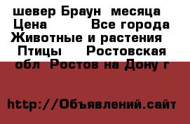 шевер Браун 2месяца › Цена ­ 200 - Все города Животные и растения » Птицы   . Ростовская обл.,Ростов-на-Дону г.